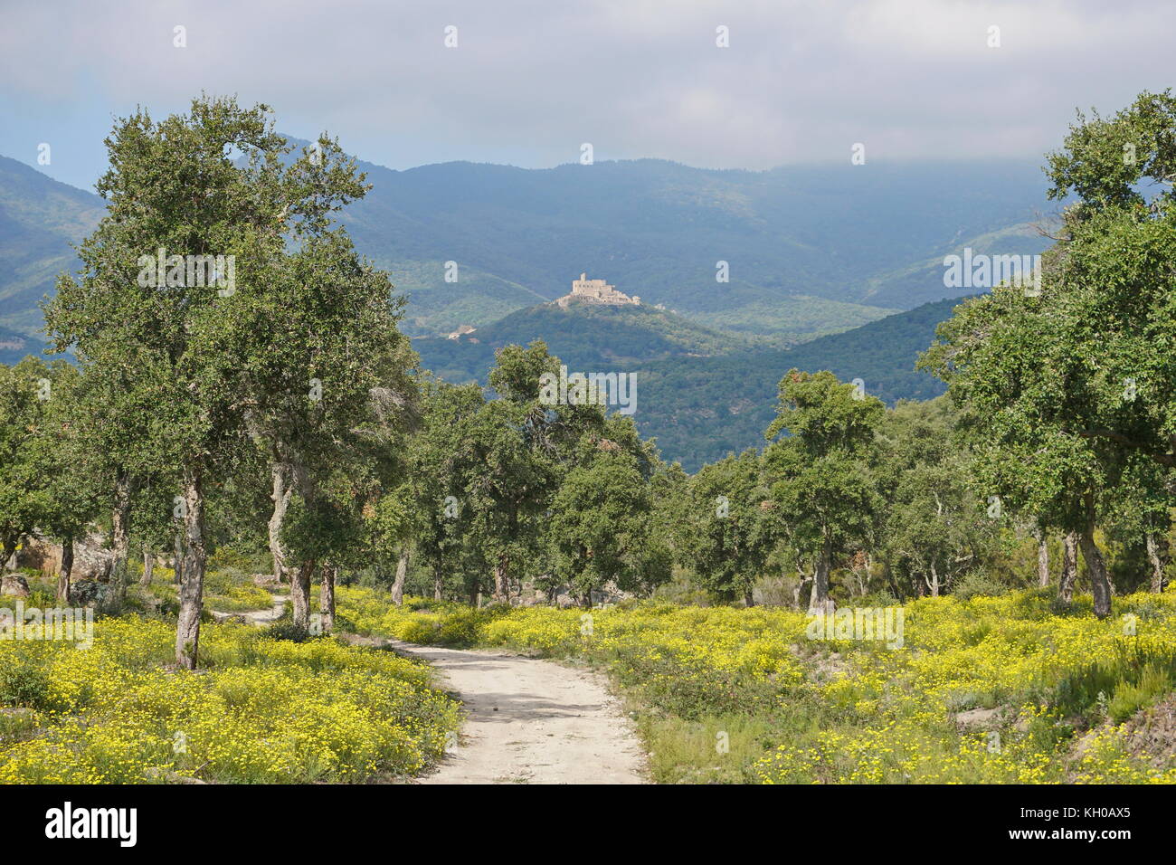 Weg mit Blumen und Korkeichen, die zum Schloss von requesens, La Jonquera, Alt Emporda, Girona, Katalonien, Spanien Stockfoto