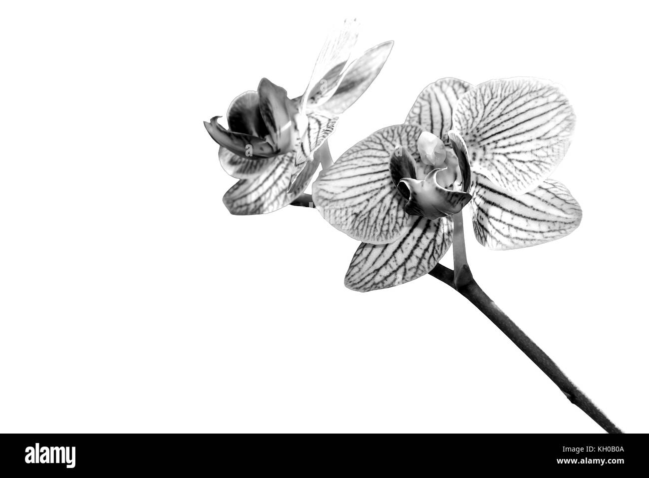 Floral background mit einer weißen Orchidee schließen bis auf weißem Hintergrund Stockfoto