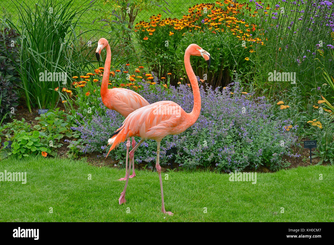 Zwei bunte Flamingos vor einem Blume Grenze in einem Land Garten Stockfoto