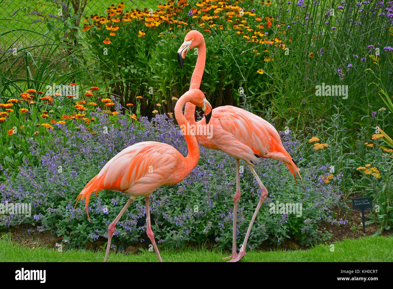 Zwei bunte Flamingos vor einem Blume Grenze in einem Land Garten Stockfoto