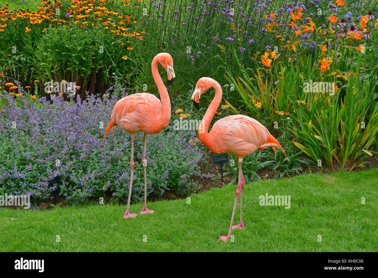 Zwei bunte Flamingos poseing vor eine Blume Grenze in einem Land Garten Stockfoto
