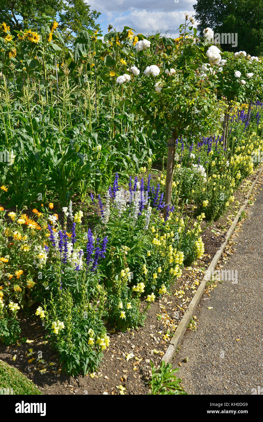 Ein großer Gemüsegarten mit gemischten Anbau von Gemüse und Blumen mit Salvia, Ringelblumen und antirrhinums Stockfoto