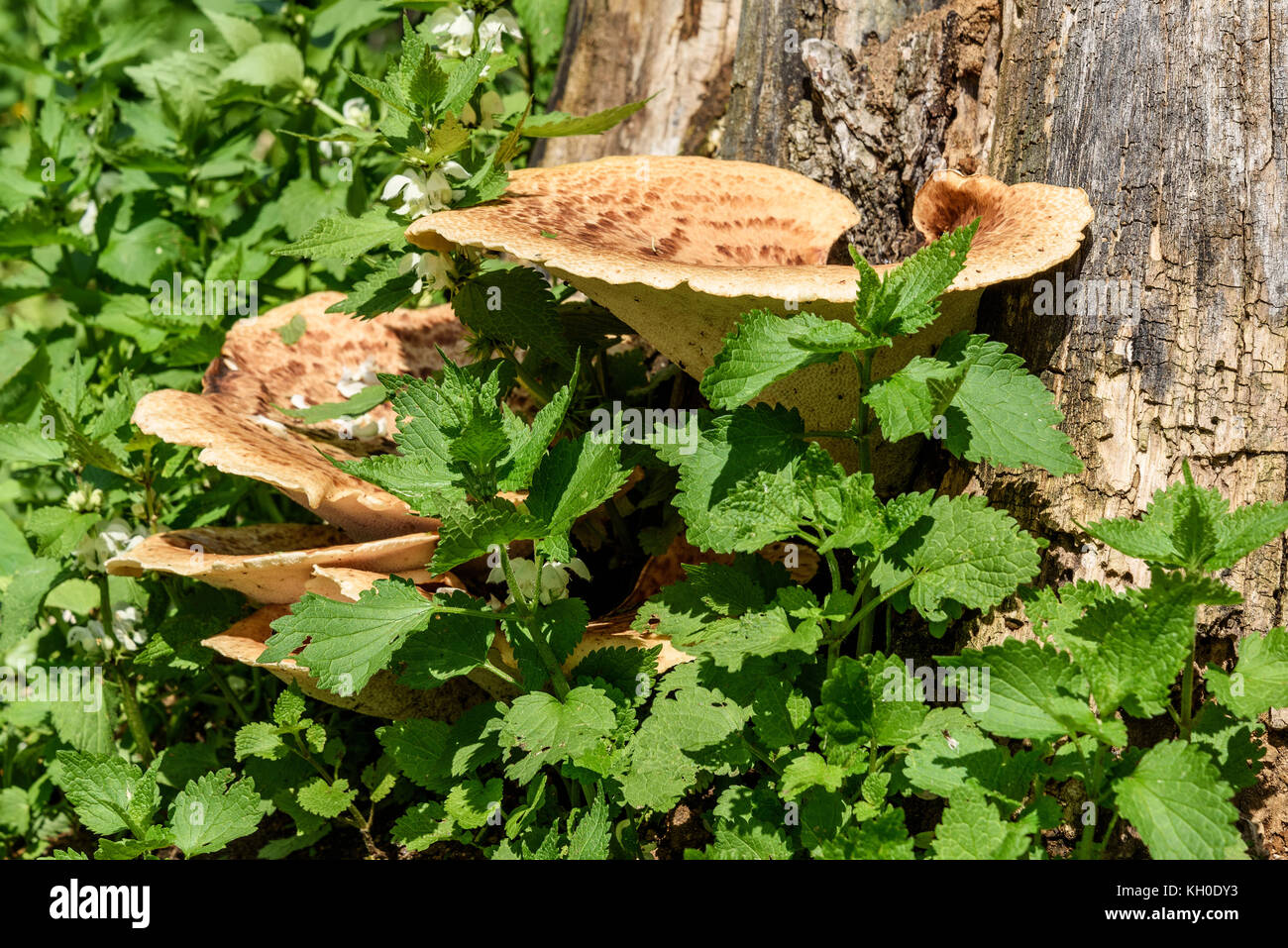 Holz Chaga Pilze wachsen auf Baumstamm, Nahaufnahme in einem Dickicht von Brennnesseln Stockfoto