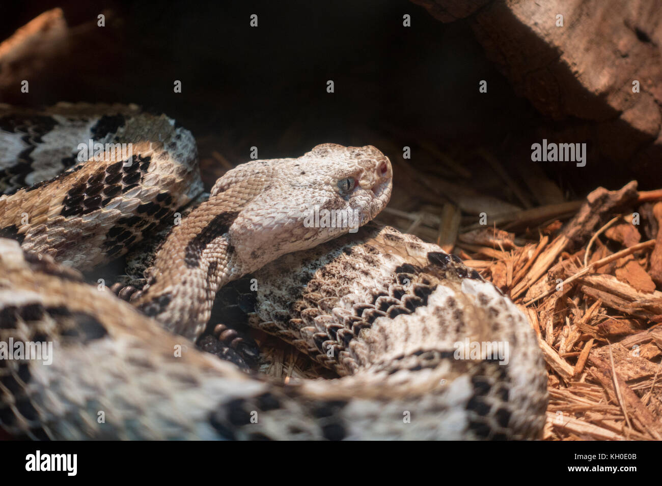 Ein Holz Klapperschlange (Crotalus horridus) aus NE USA, Philadelphia Zoo, Philadelphia, PA, USA. Stockfoto