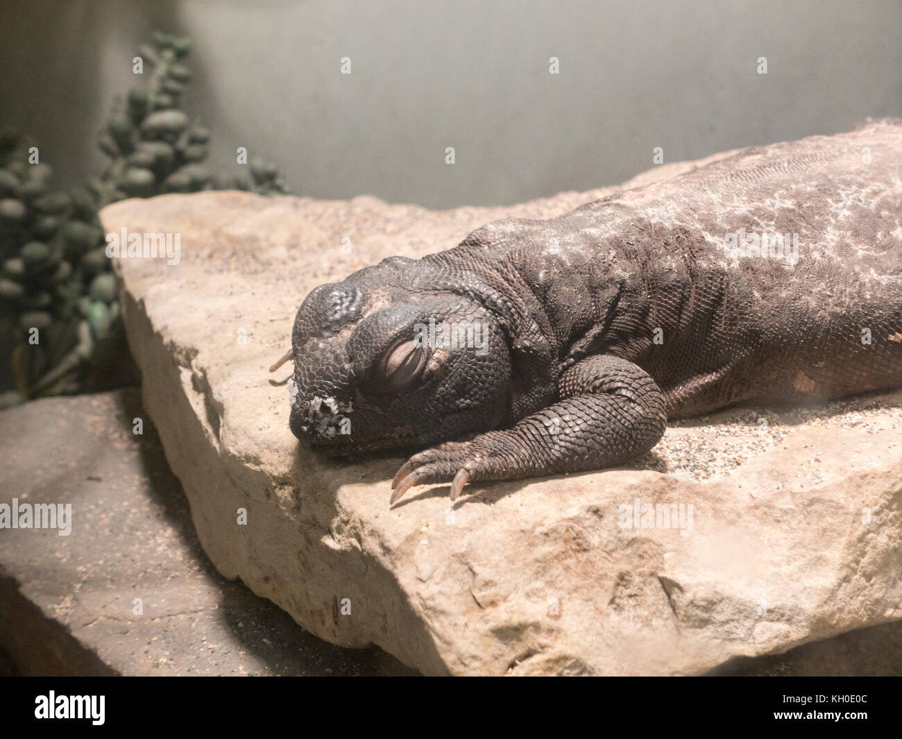 Eine stachelige-tailed Lizard (Uromastyx maliensis) aus Nordafrika, Philadelphia Zoo, Philadelphia, PA, USA. Stockfoto