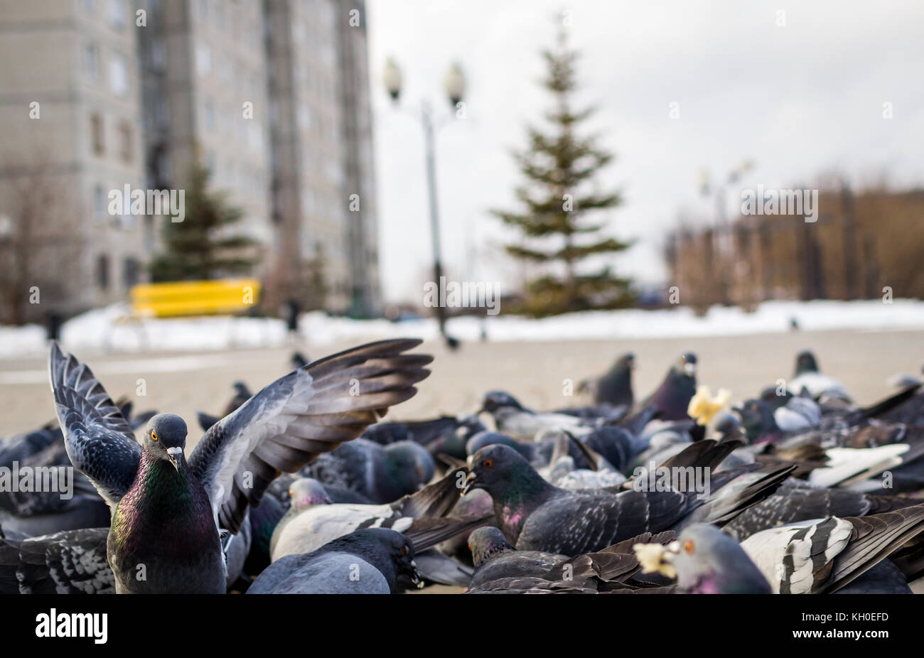 Tauben und amseln Stockfotos und bilder Kaufen Alamy