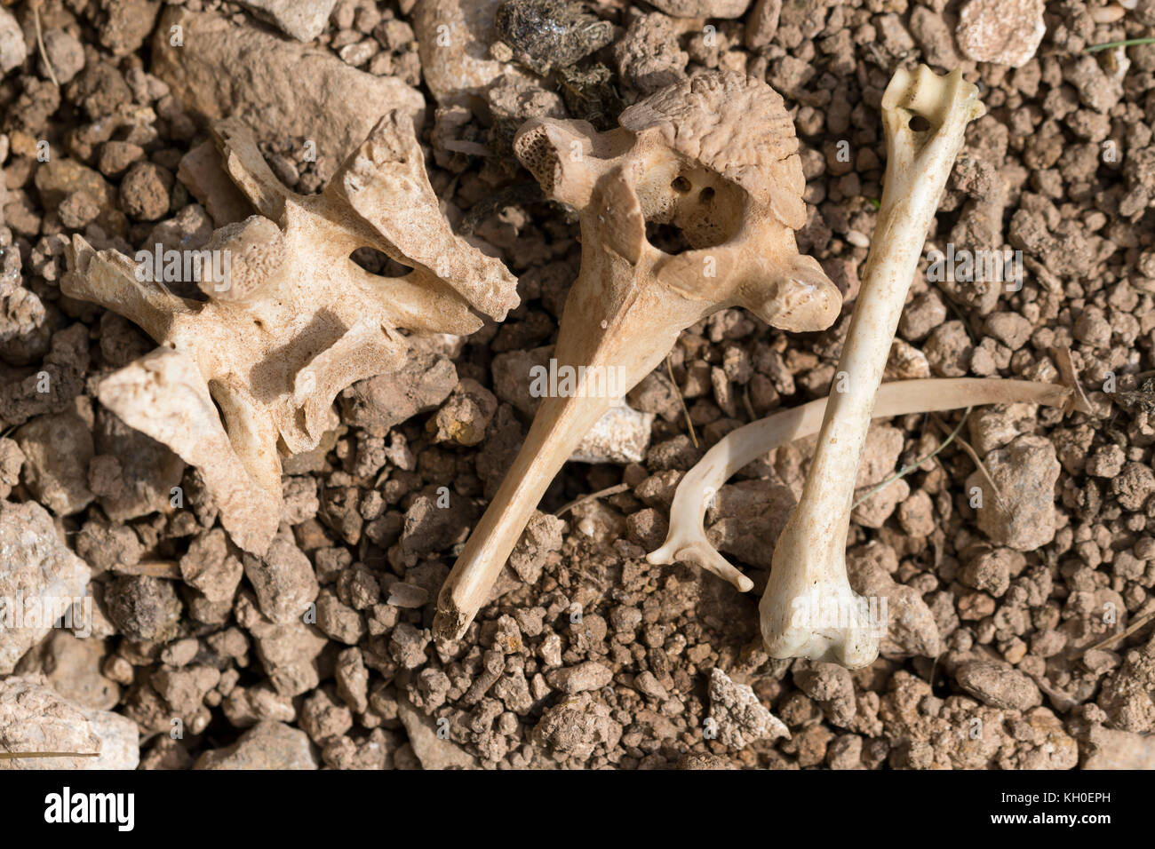 Tierknochen auf dem Great Ormes Head North Wales Stockfoto