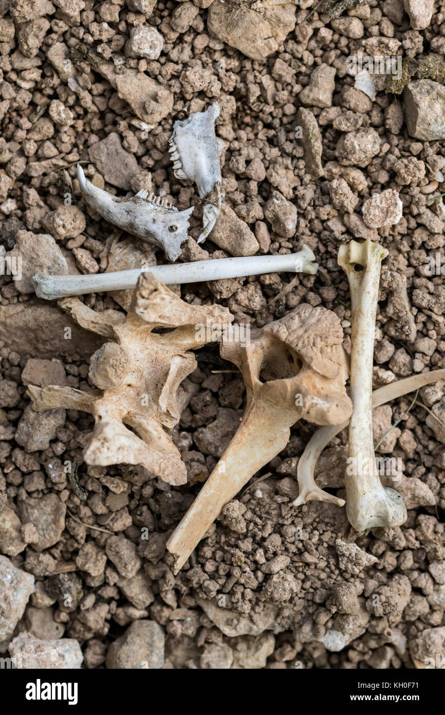 Tierknochen auf dem Great Ormes Head North Wales Stockfoto