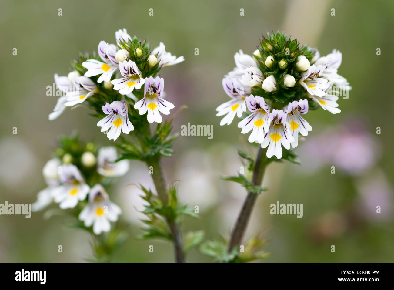 Augentrost Euphrasia nemorosa Stockfoto