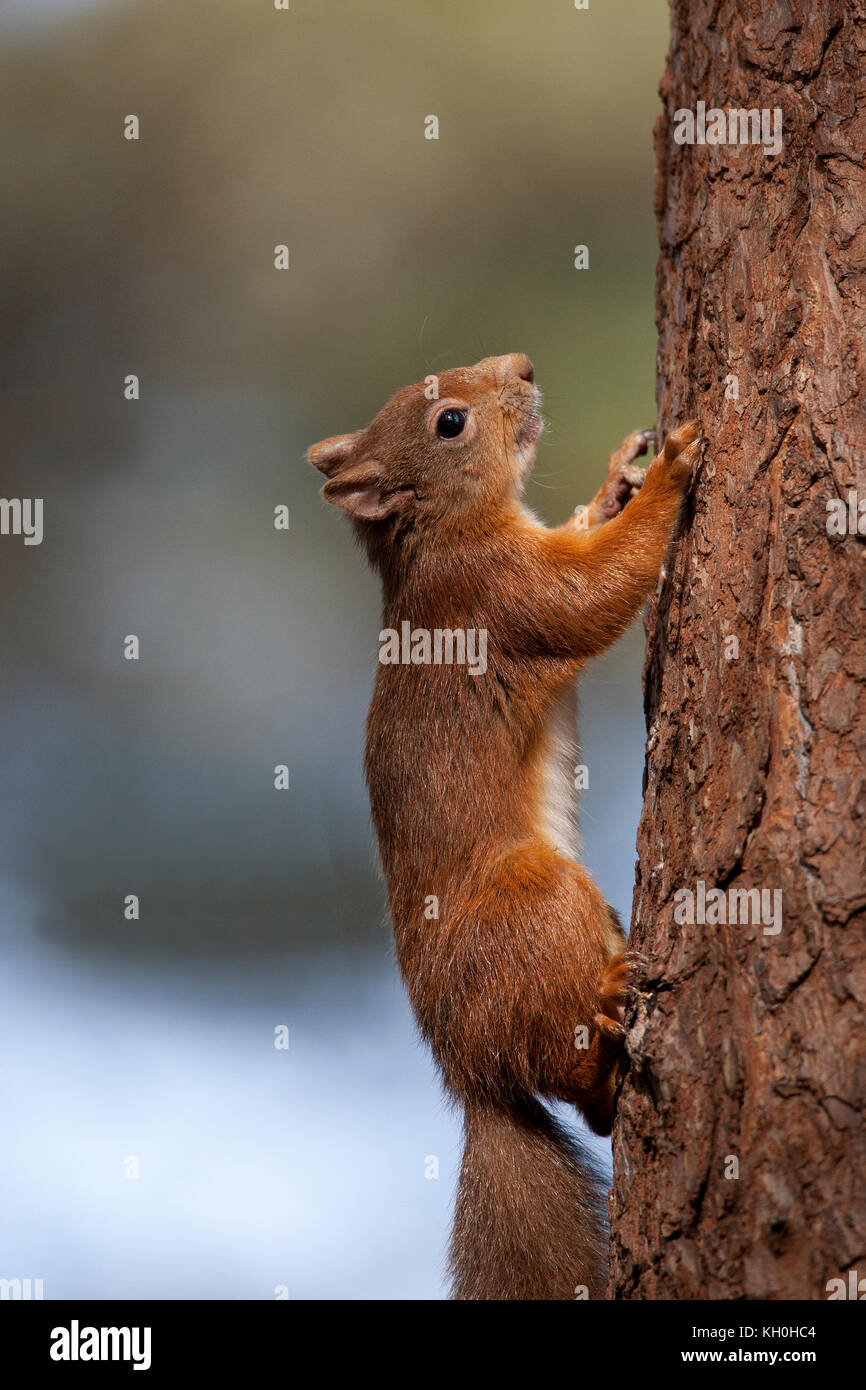 Eichhörnchen im Cairngorms, Schottland Stockfoto