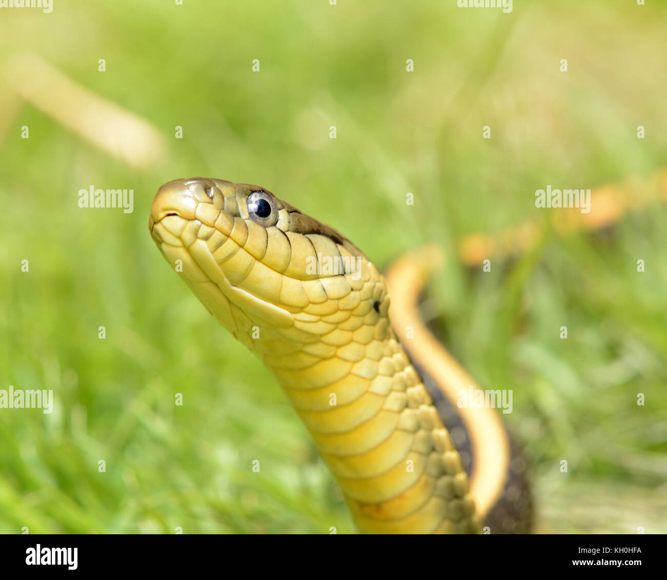 Diablo Reihe gartersnake (thamnophis atratus zaxanthus) aus Contra Costa County, Kalifornien, USA. Stockfoto