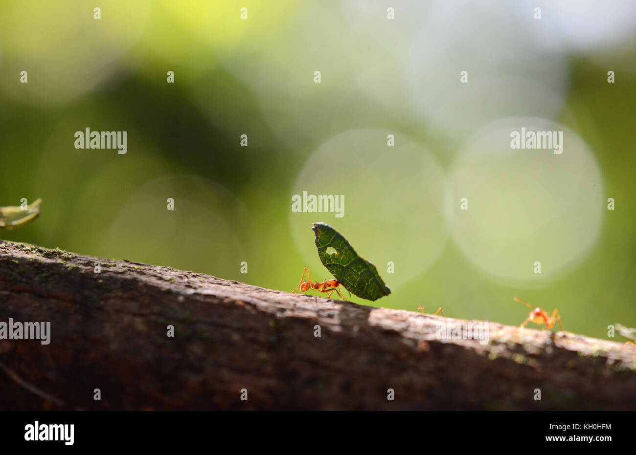 Blattschneiderameisen aus der Provinz Heredia, Costa Rica. Stockfoto