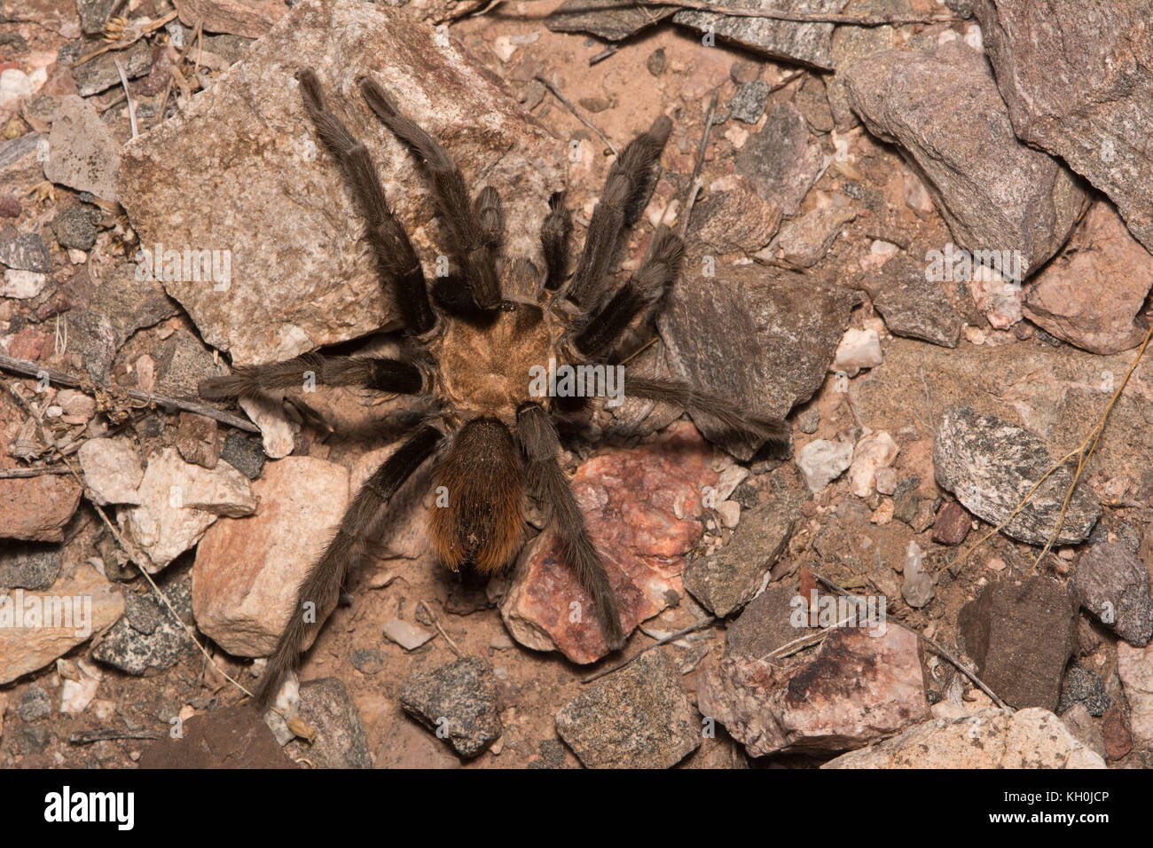 Die Westliche Wüste Tarantel (aphonopelma chalcodes) von Maricopa County, Arizona, USA. Stockfoto