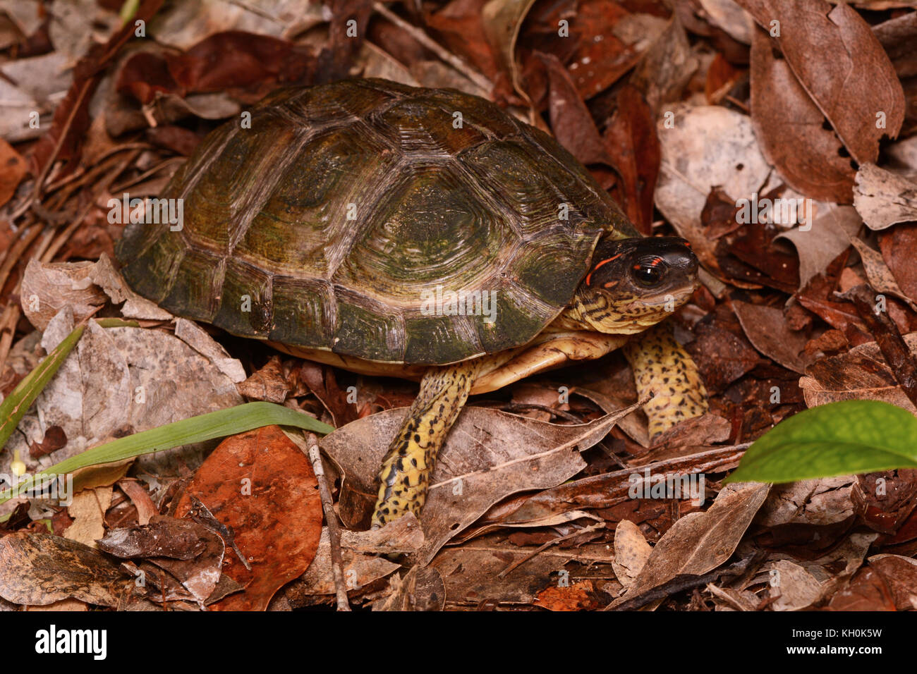 Furrowed Wood Turtle (Rhinoclemmys areolata) aus Campeche, Mexiko. Stockfoto