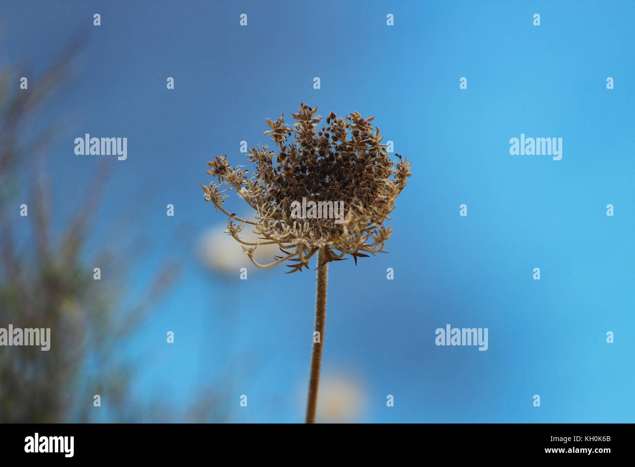 Foto von einige wilde weiße Blumen auf einer Klippe in Zakynthos, Griechenland. Stockfoto