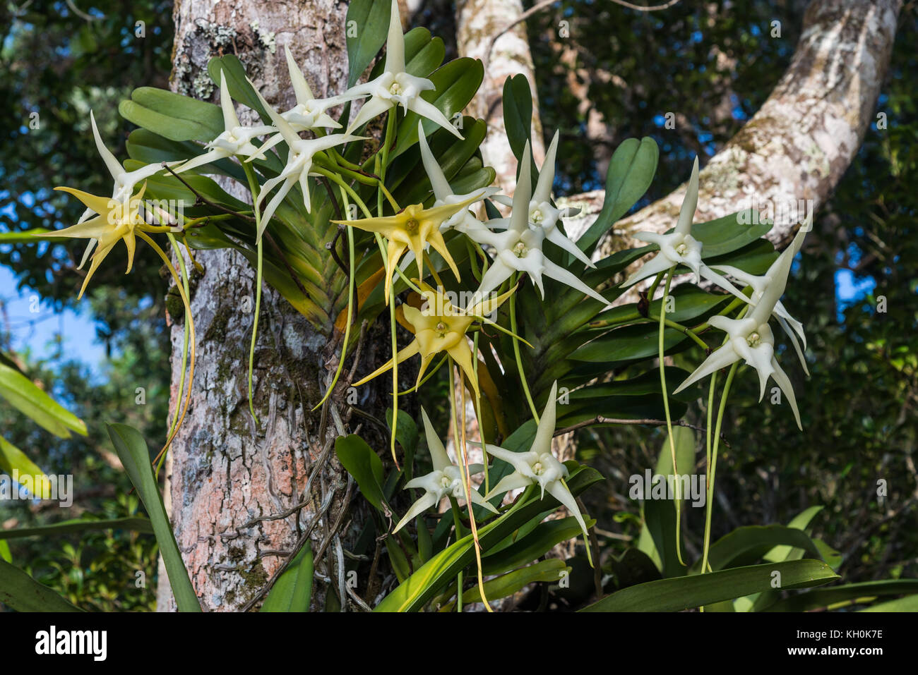Darwins Orchidee (Angraecum sesquipedale) steht in voller Blüte in ihrem heimischen Lebensraum. Madagaskar, Afrika. Stockfoto