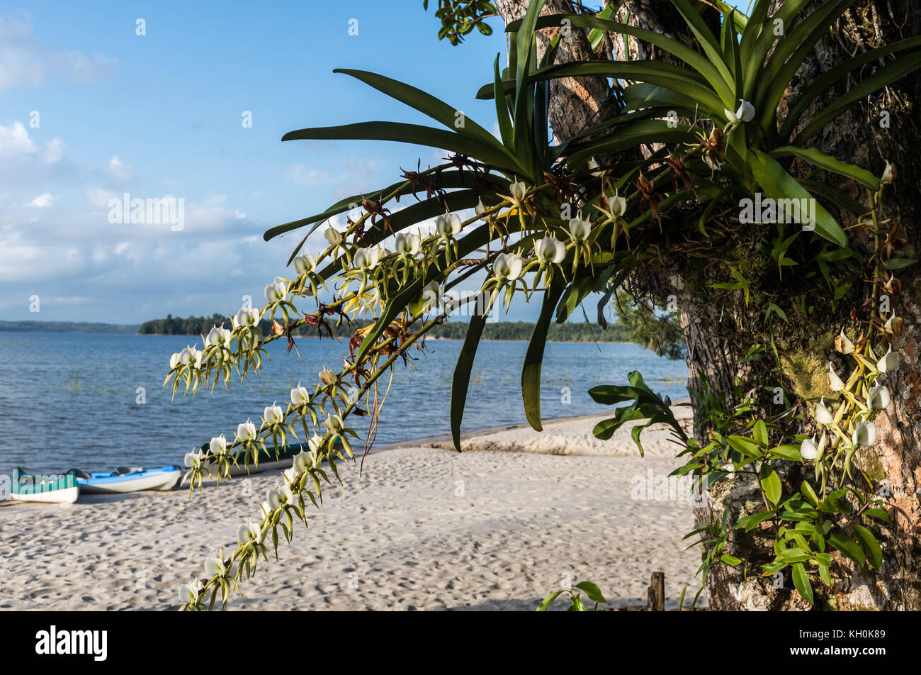 Orchideen mit weißen Blumen wachsen auf einem großen Baum an einem See. Madagaskar, Afrika Stockfoto