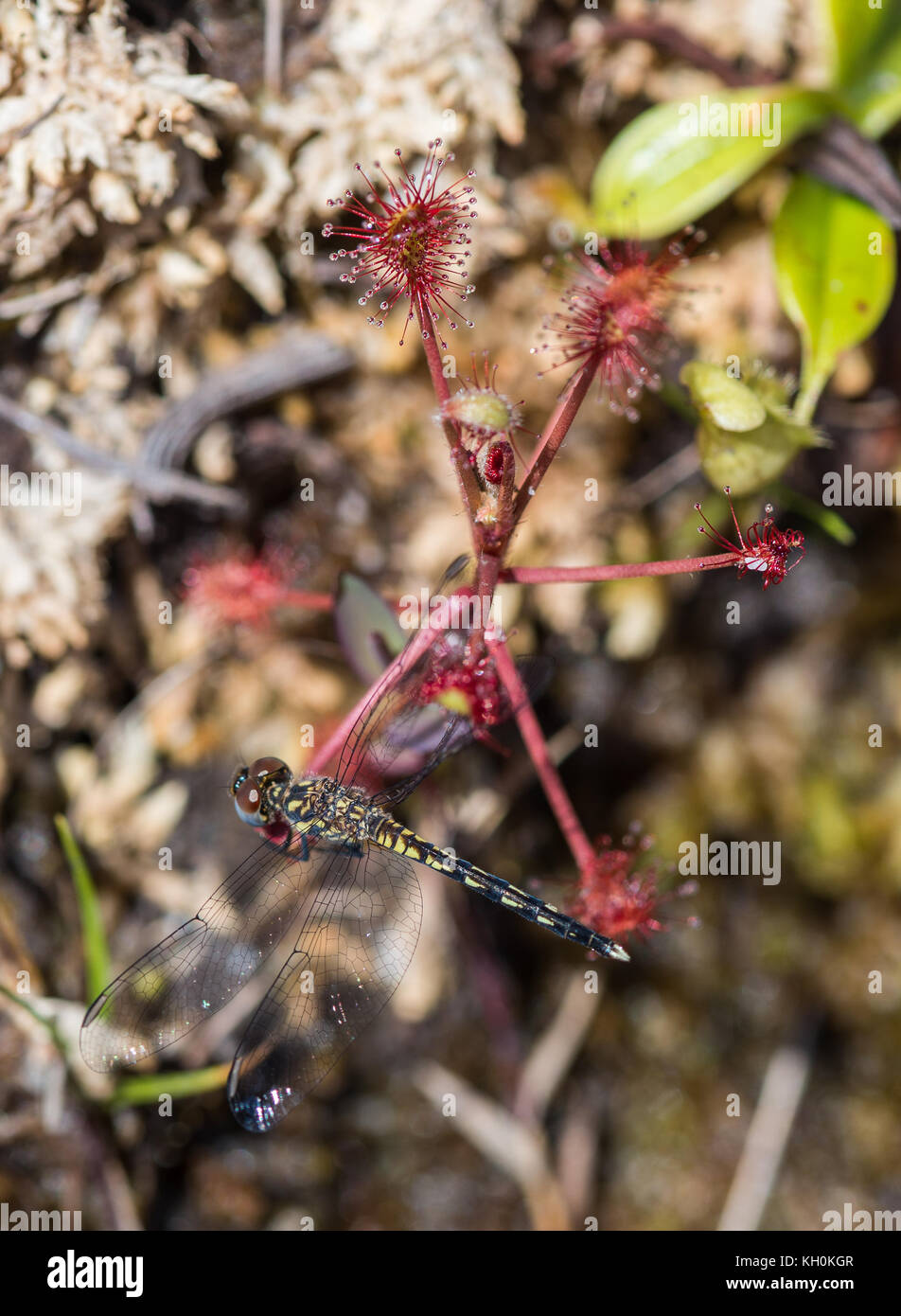 Eine Libelle durch eine fleischfressende Pflanze Sonnentau, Drosera madagascariensis gefangen. in Madagaskar, Afrika. Stockfoto