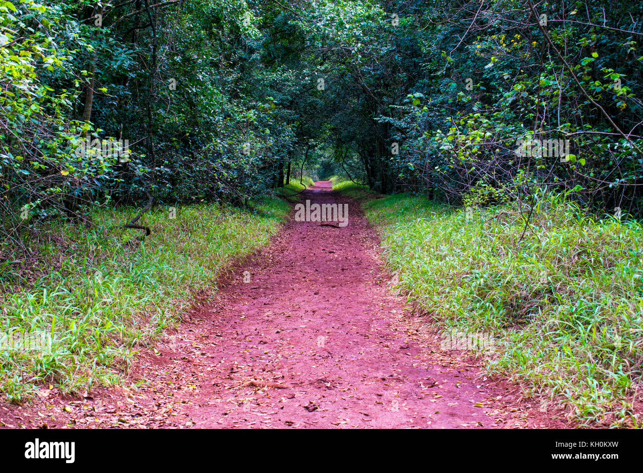 Schöne Waldwege in karura Wald, Nairobi, Kenia Stockfoto
