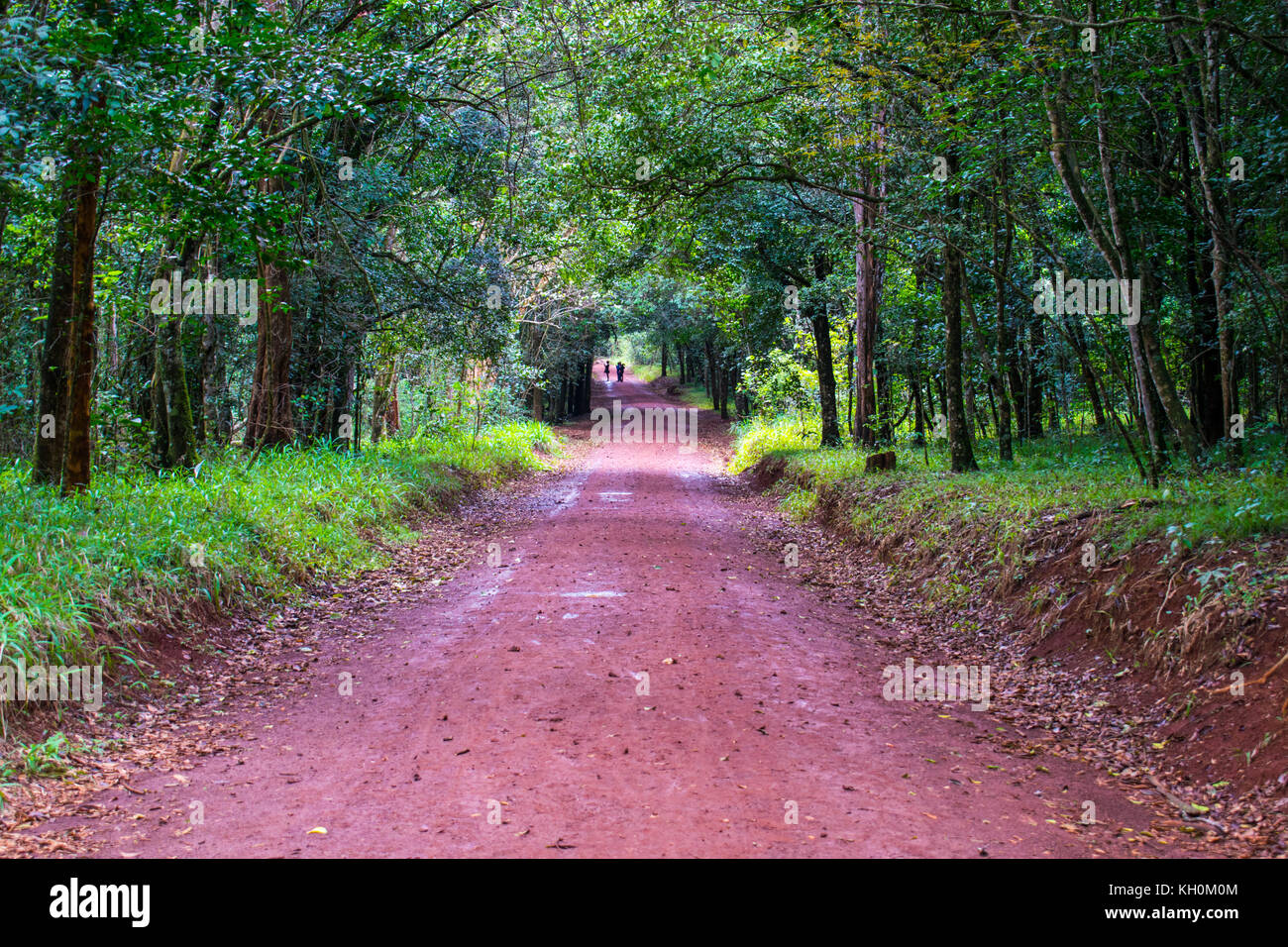 Schöne Waldwege in karura Wald, Nairobi, Kenia Stockfoto