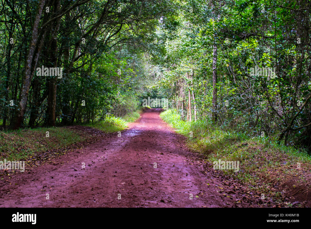 Schöne Waldwege in karura Wald, Nairobi, Kenia Stockfoto