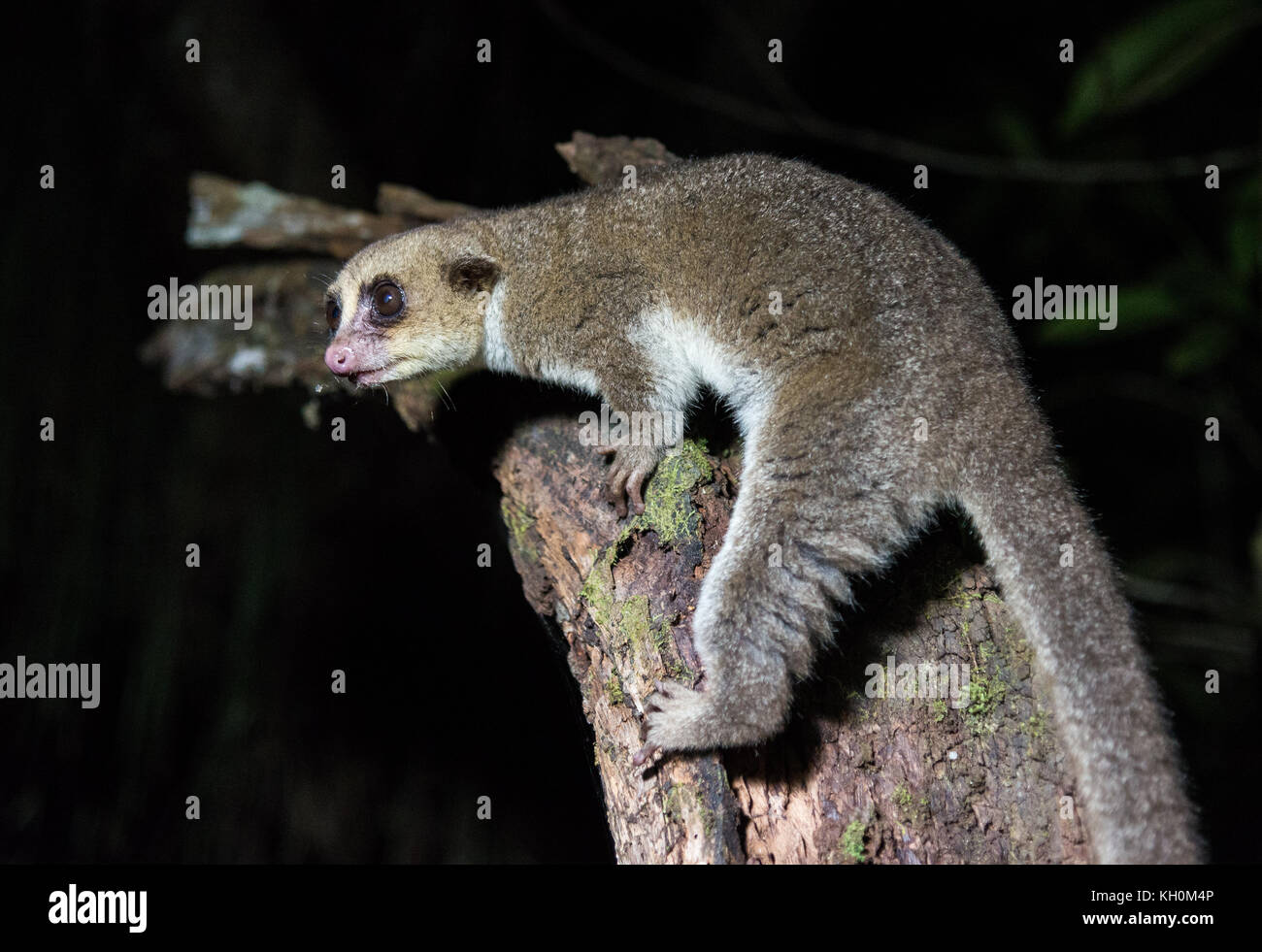 Nachtaktive Lemuren. Madagaskar, Afrika Stockfoto