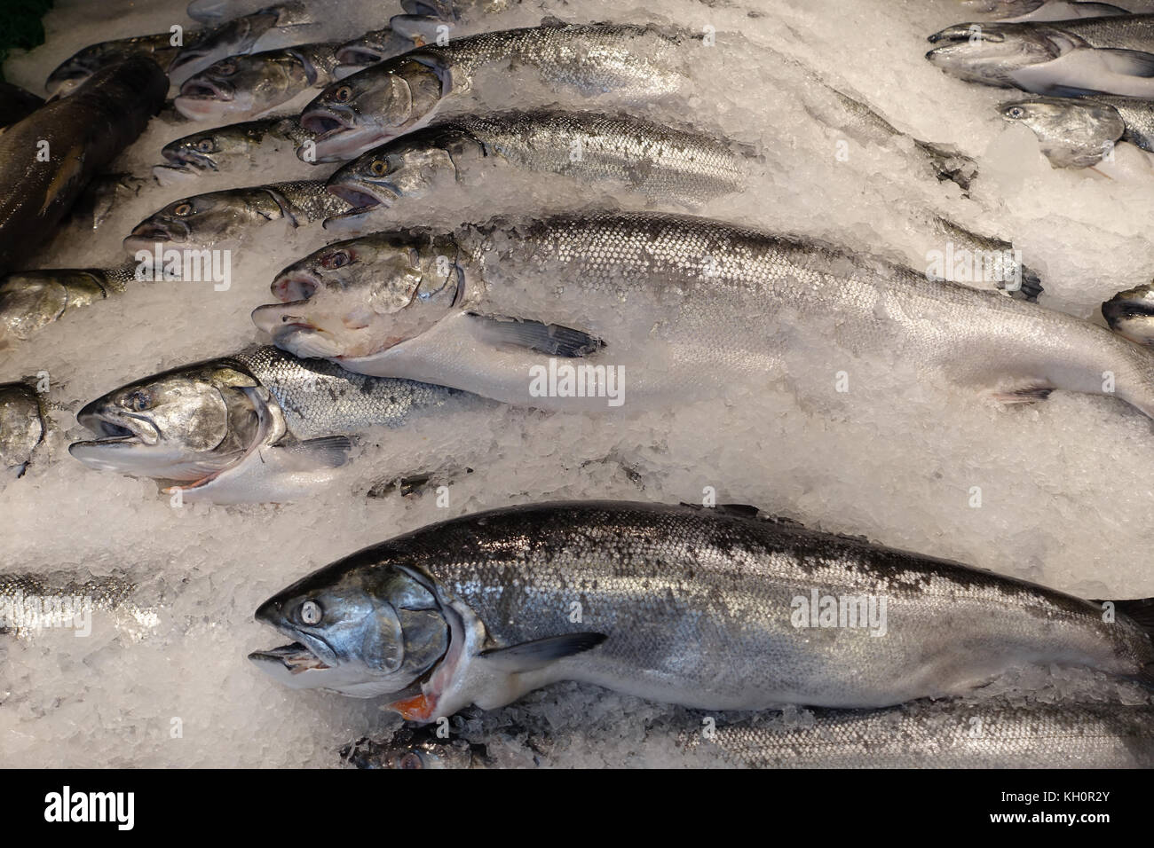 Seattle, USA. 30. August 2017. Ein Fischstand verkauft frisch gefangenen Wildlachs auf dem Pike Place Market in Seattle, USA, 30. August 2017. Der Pike Place Market ist eine der größten Attraktionen in Seattle. Sie wurde im Jahr 1907 von Ratsmitglied Thomas P. Revelle gegründet. Die historischen Hallen am Hafen der Elliott Bay gehören zu den ältesten, kontinuierlich existierenden öffentlichen Märkten in den Vereinigten Staaten. Hier finden Sie Obst und Gemüse, Fisch- und Fleischstände, Restaurants sowie besondere Stände mit Blumen und Kunsthandwerk. Quelle: Alexandra Schuler/dpa/Alamy Live News Stockfoto