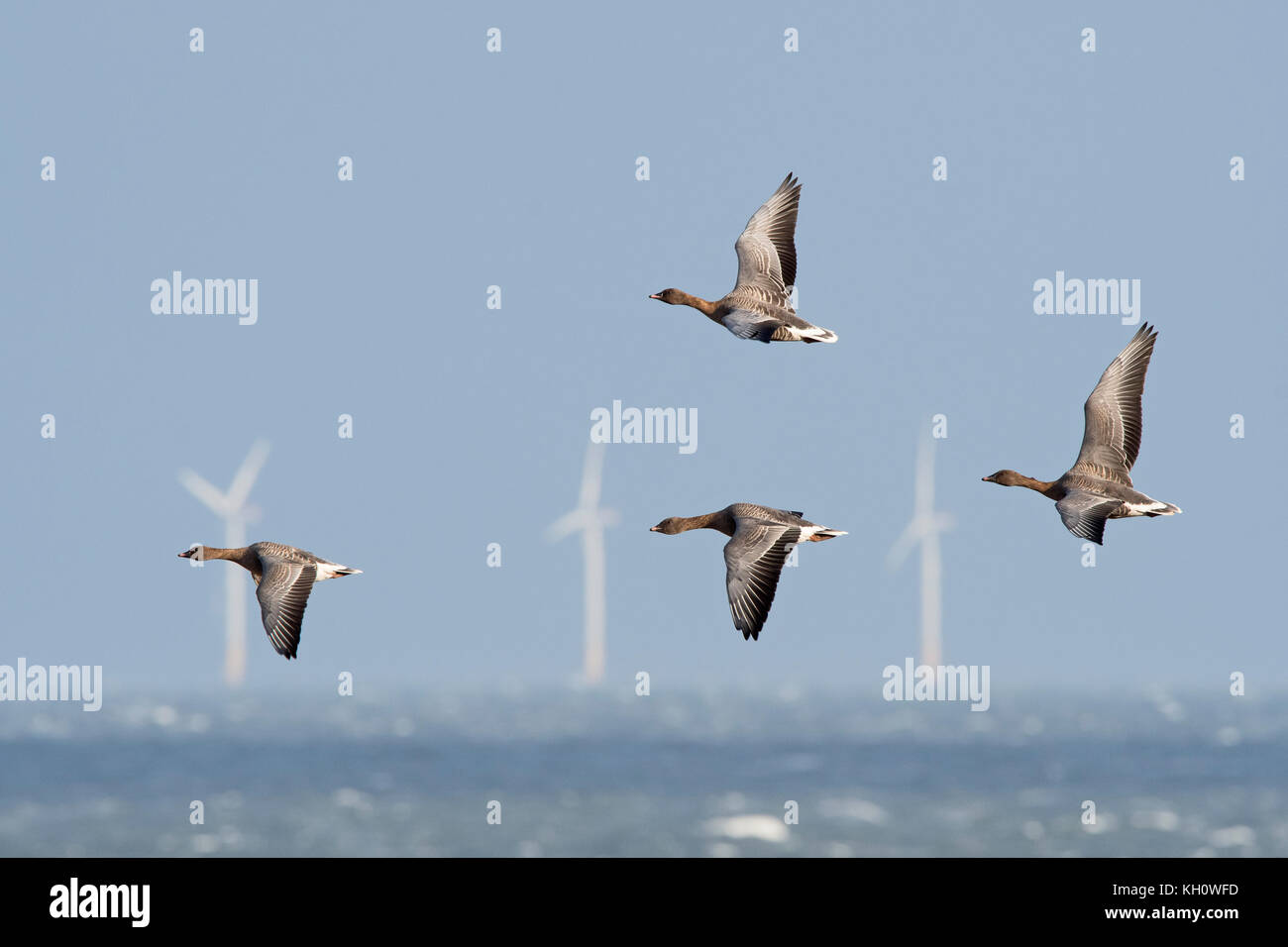 Salthouse, Norfolk. 12 Nov, 2017. Rosa-Gänse Anser brachyrhynchus Fliegen gegen starke Nordwind aus Salthouse North Norfolk November Credit: David Tipling Photo Library/Alamy leben Nachrichten Stockfoto