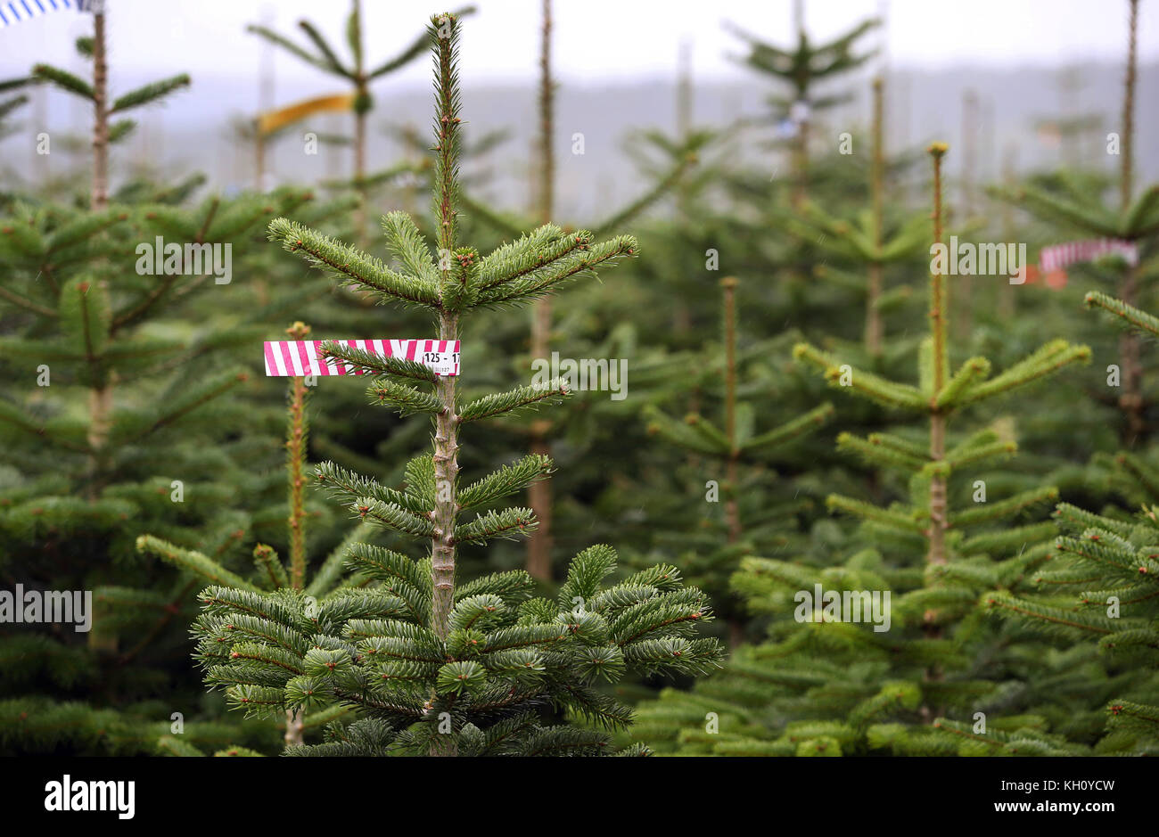 Mittelsinn, Deutschland. September 2017. Kaukasische Tannen wachsen am 11. September 2017 auf der Weihnachtsbaumplantage bei Mittelsinn. Das Dorf Mittelsinn ist als Deutschlands erstes Weihnachtsbaumdorf bekannt geworden. Quelle: Karl-Josef Hildenbrand/dpa/Alamy Live News Stockfoto