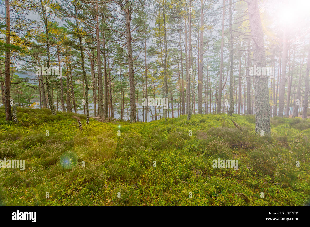Impressionen des rothiemurchus Forrest im Cairngorms National Park Stockfoto
