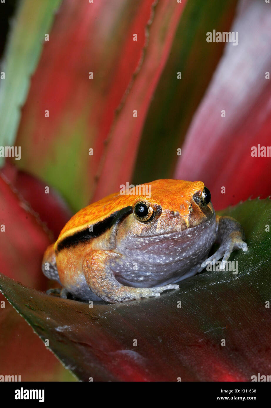 Tomate Frosch, Dyscophus guineti, Stockfoto