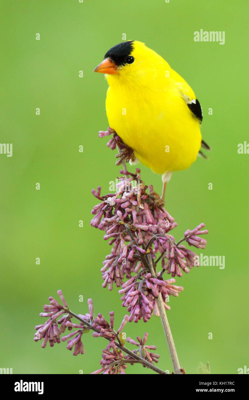 Ein männlicher American goldfinch Pausieren auf lila Blüten. Stockfoto