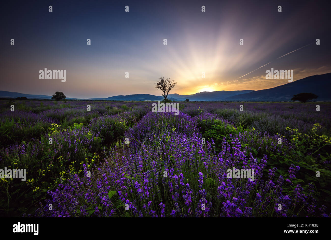 Lavendel Blumen blühenden Felder in endlosen Reihen. Sonnenuntergang erschossen. Stockfoto