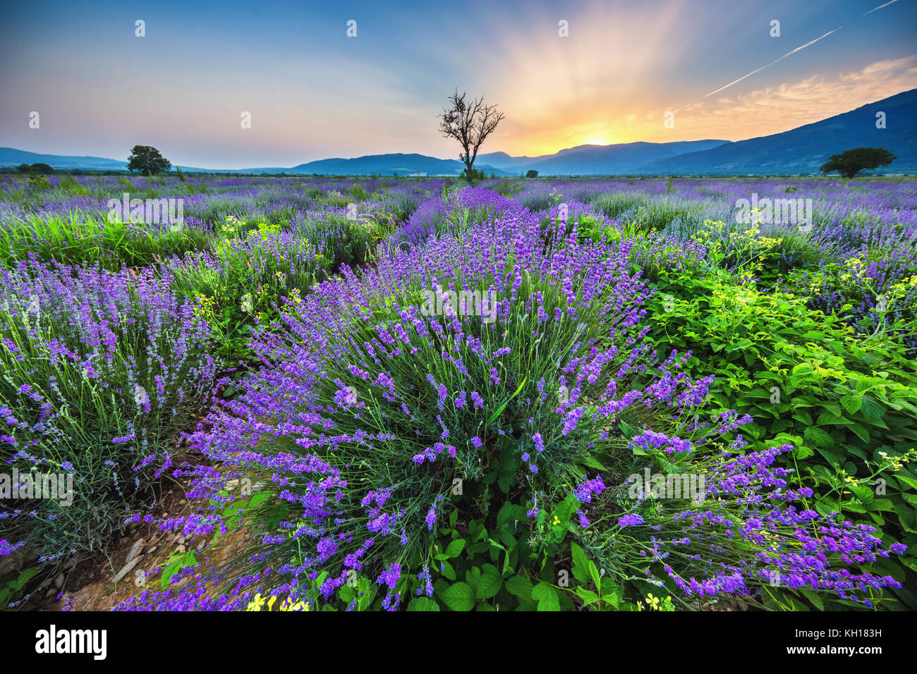 Lavendel Blumen blühenden Felder in endlosen Reihen. Sonnenuntergang erschossen. Stockfoto