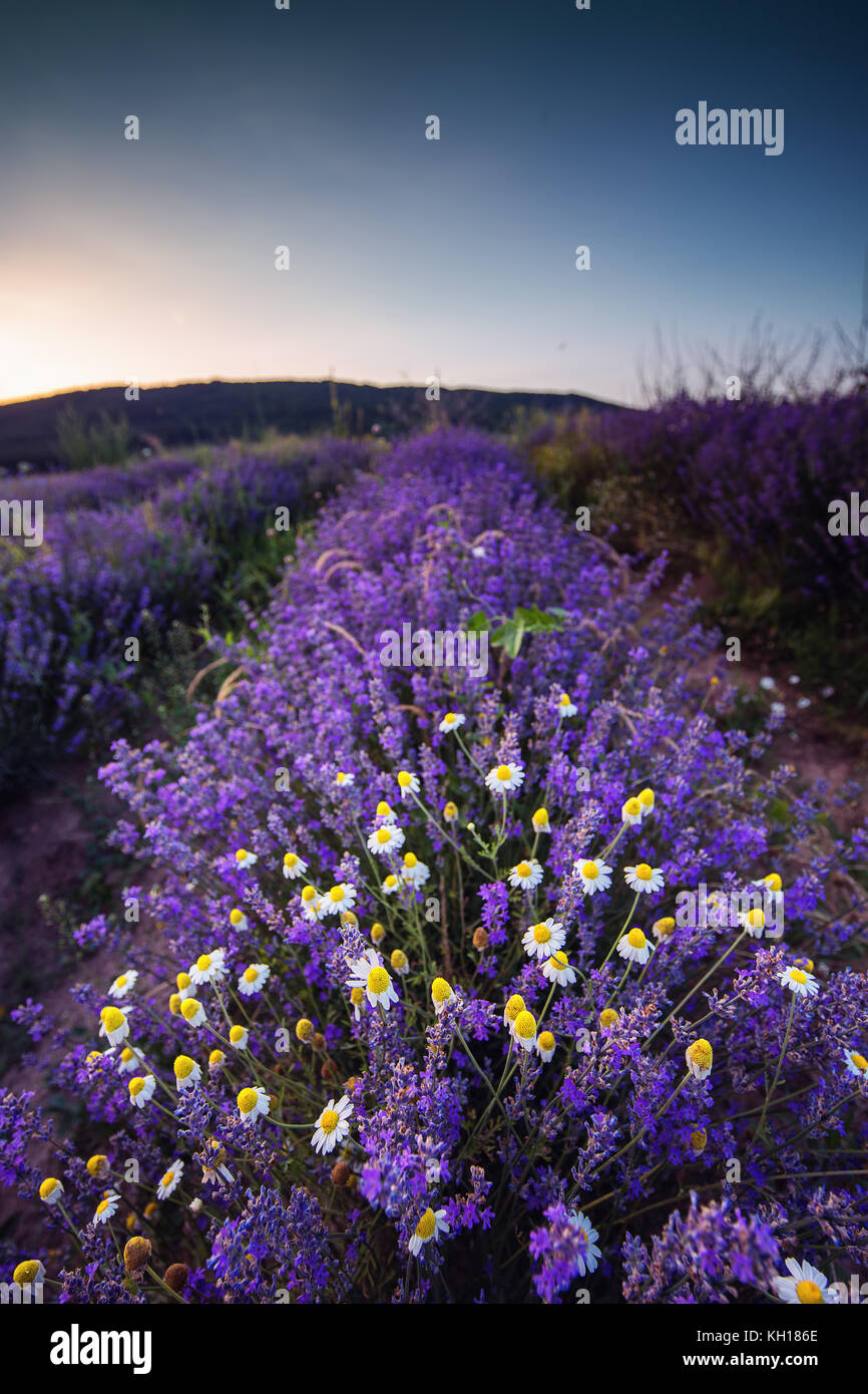 Schönes Bild von lavendelfeld und weißen Gänseblümchen mit einzelnen Baum auf einem Hintergrund. Stockfoto