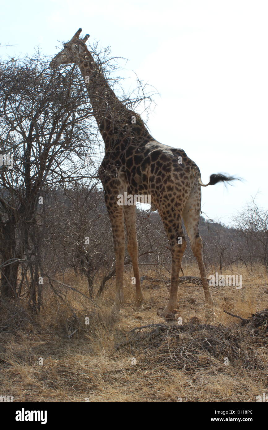 Erwachsene giraffe Essen Stockfoto