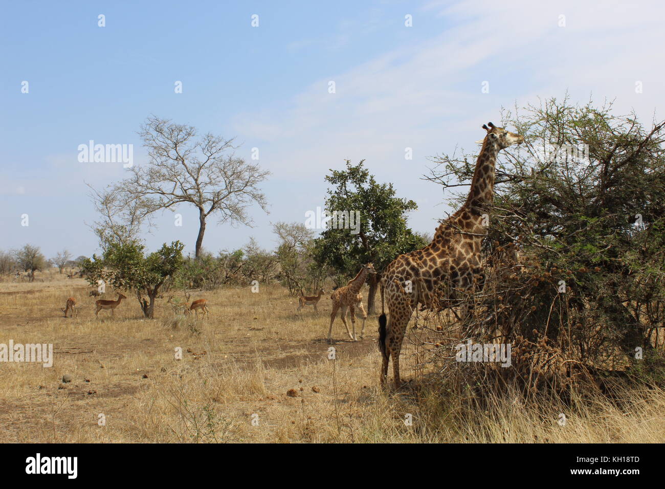 Baby Giraffe mit Mutter und Antilopen Stockfoto
