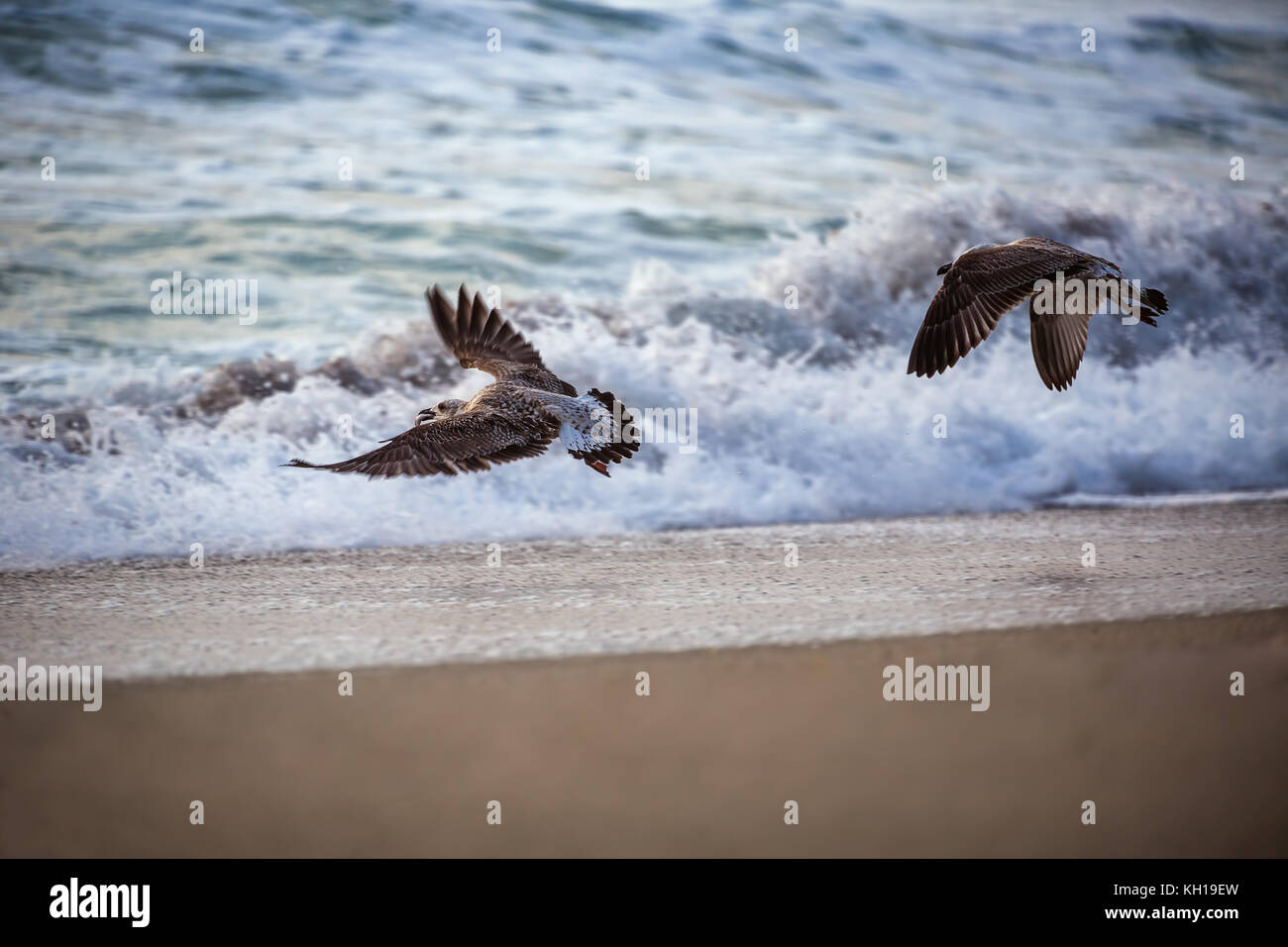 Fliegende Möwe über das Meer Wasser. Stockfoto