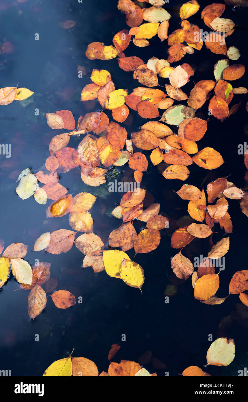 Herbst silber Birke Blätter schwimmen auf dunklen Wasser Muster. Großbritannien Stockfoto