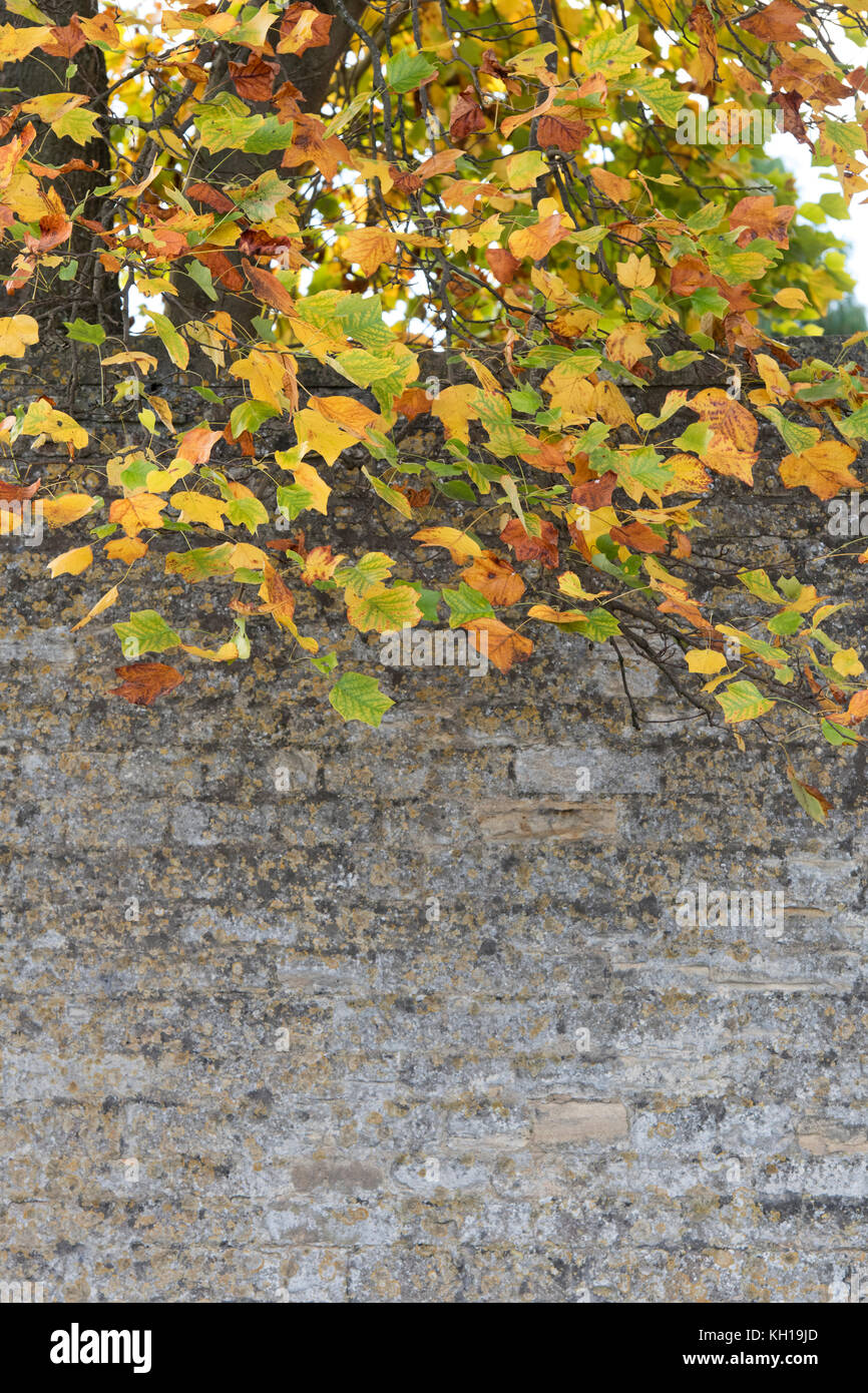 Liriodendron tulipifera fastigiatum. Tulip Tree Blätter im Herbst gegen einen cotswold stone wall, Chipping Campden, Cotswolds, Gloucestershire, England Stockfoto