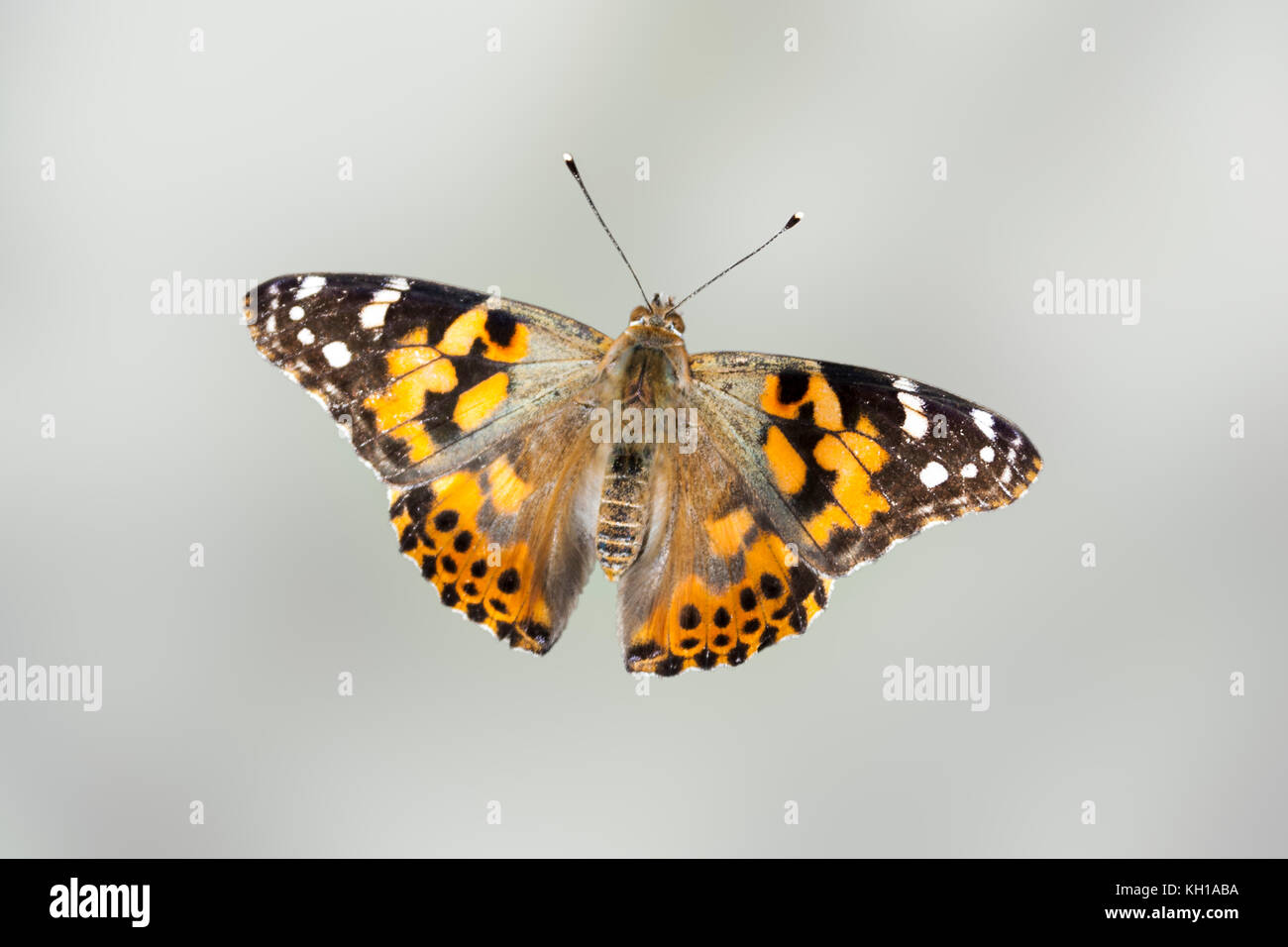 In der Nähe von Painted Lady butterfly (Vanessa cardui) gegen eine verschwommene grau-grünen Hintergrund Stockfoto
