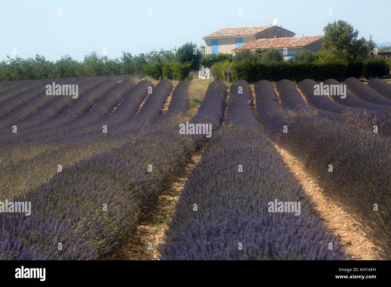 Lavendelfeld, Plateau de Valensole, Valensole, Provence-alpes-côte d'Azur, Frankreich Stockfoto
