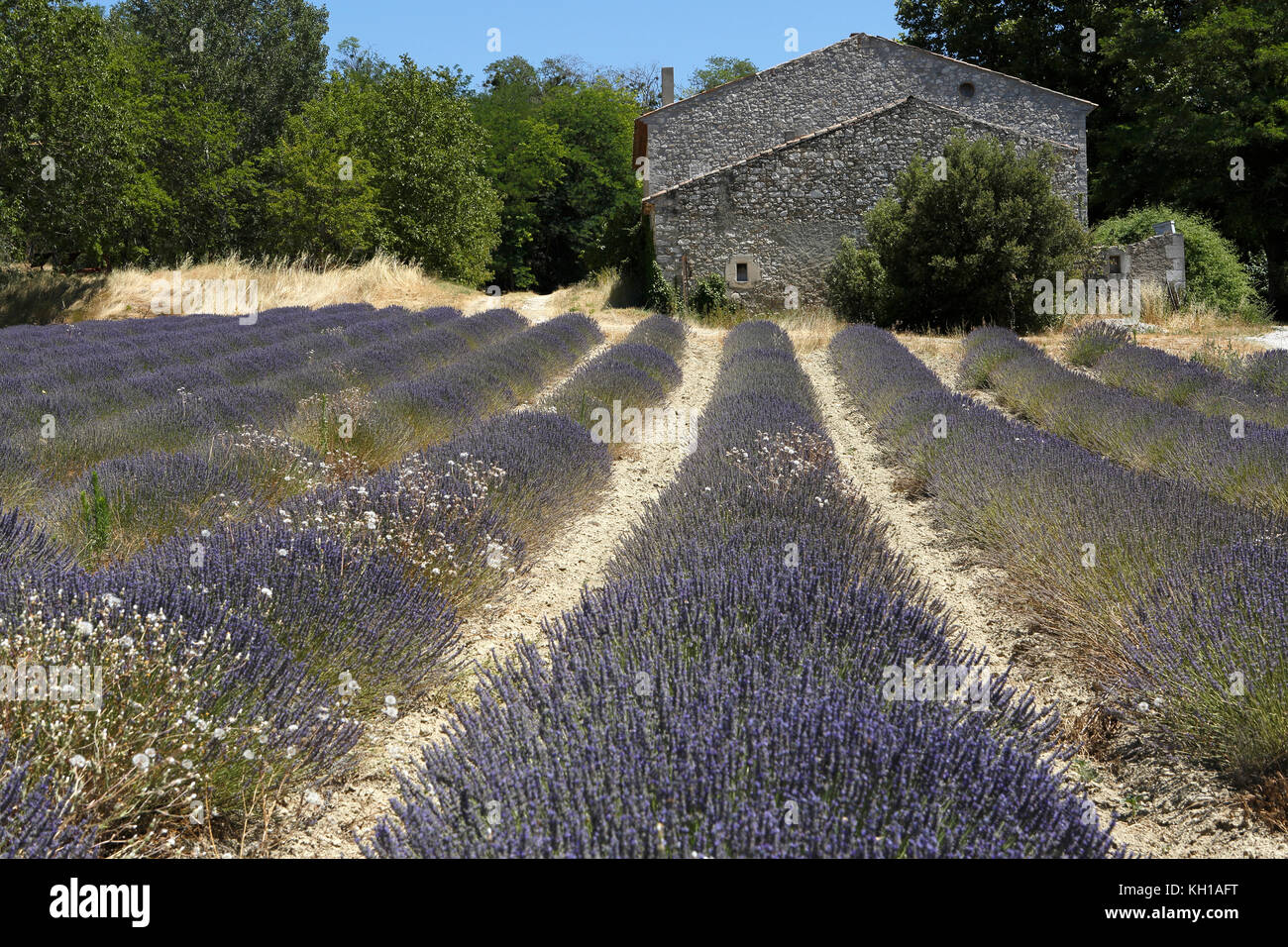 Lavendelfeld, Plateau de Valensole, Valensole, Provence-alpes-côte d'Azur, Frankreich Stockfoto