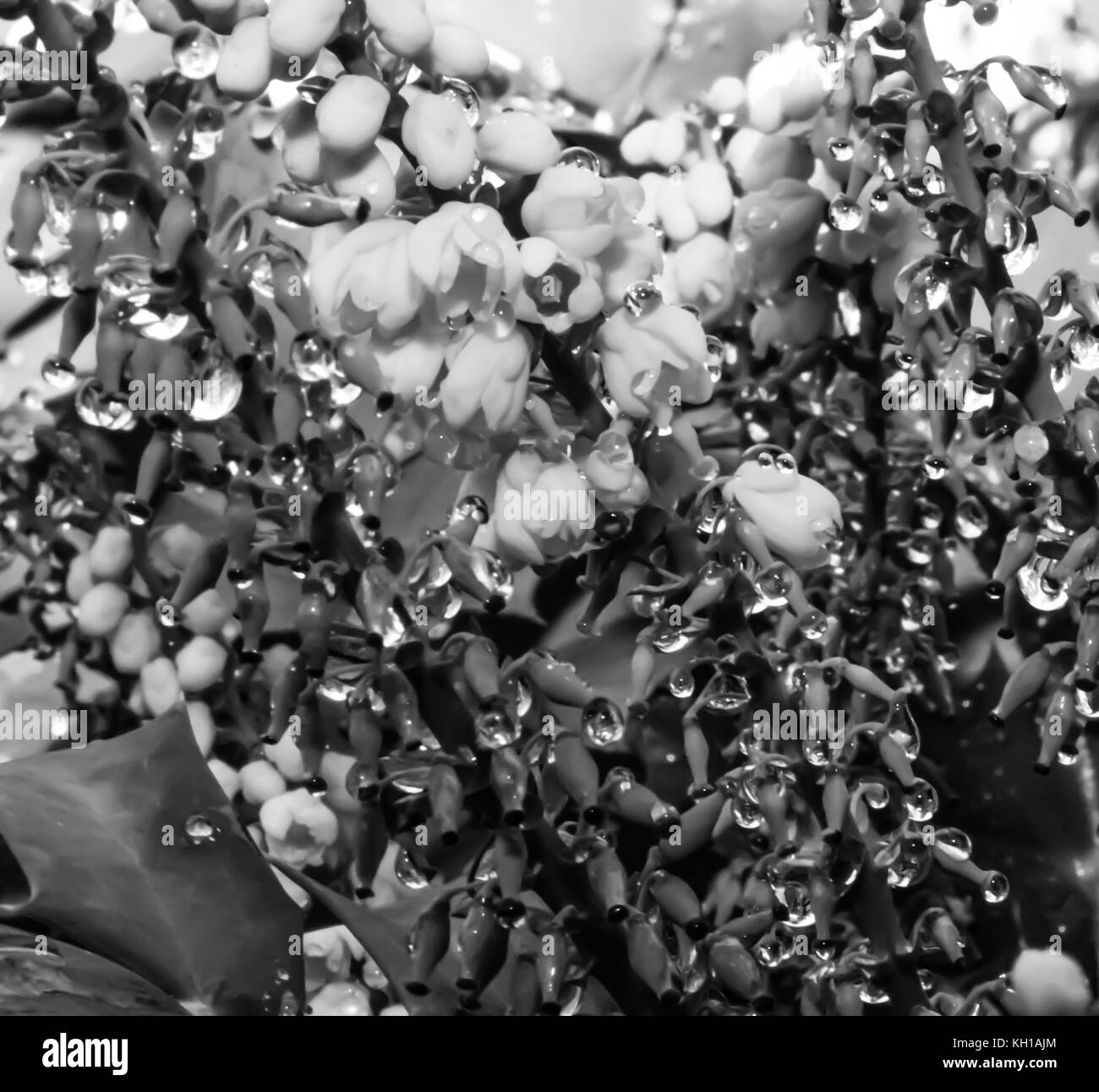 Die Schönheit und Frische von tautropfen Stockfoto