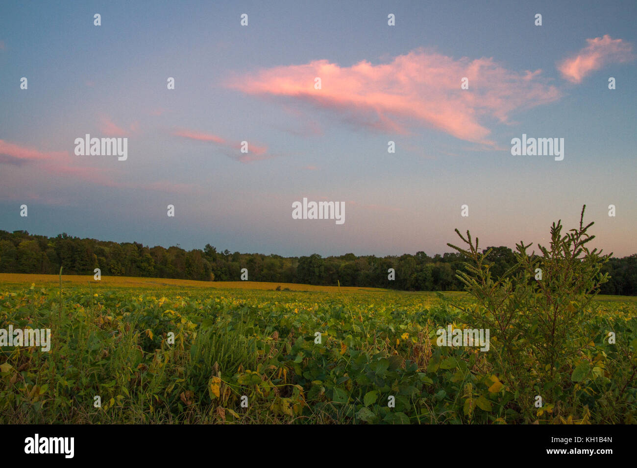 Sonnenuntergang auf dem Bauernhof Stockfoto