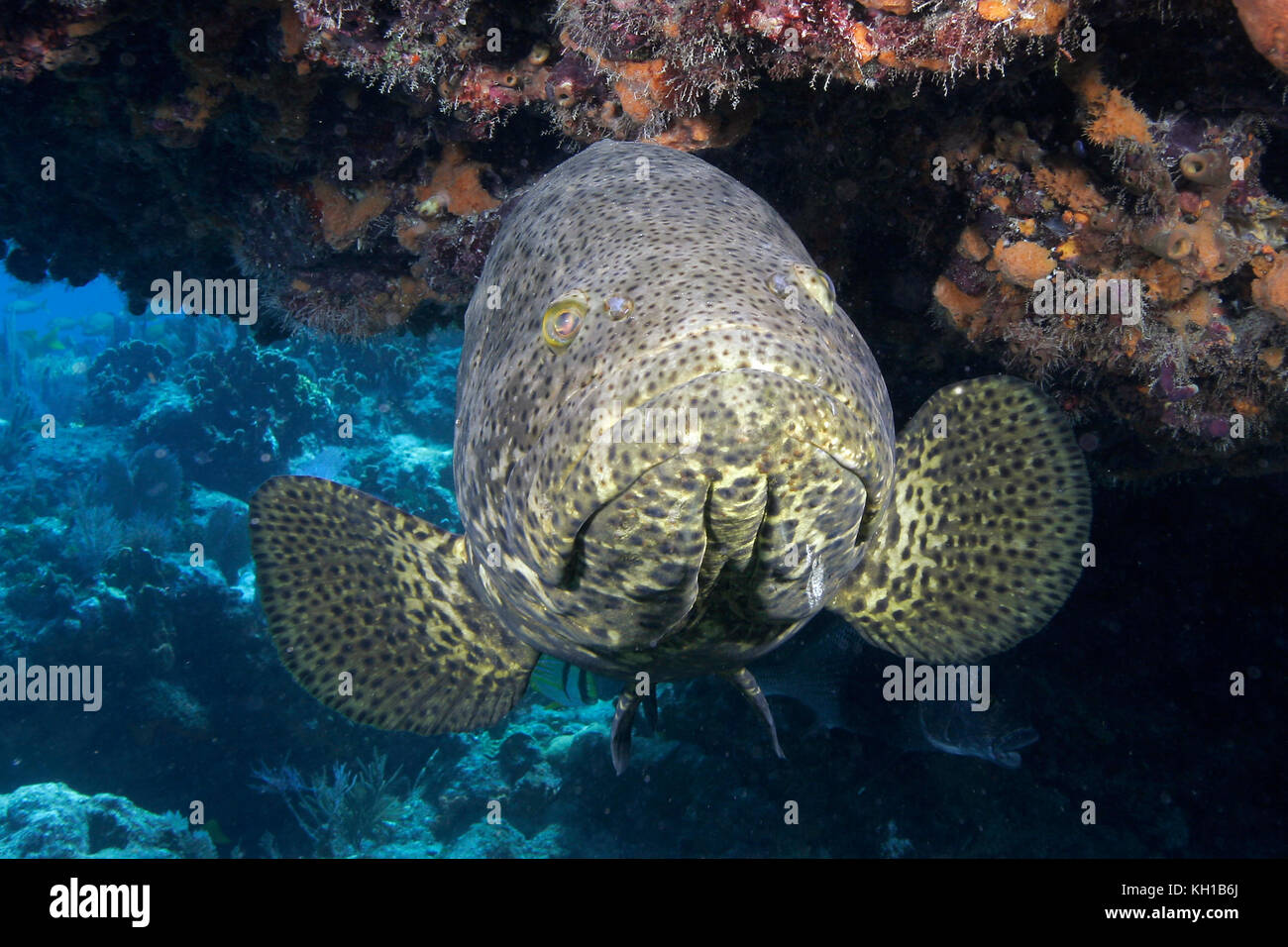 Goliath, Grouper, Epinephelus itajara, gefährdete Arten, Florida Keys National Marine Sanctuary Stockfoto