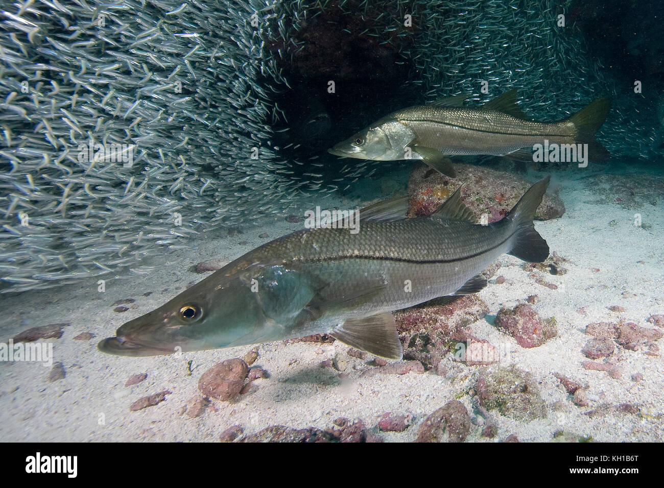Snook, Centropomus undecimalis, unter Wasser in den Florida Keys Stockfoto