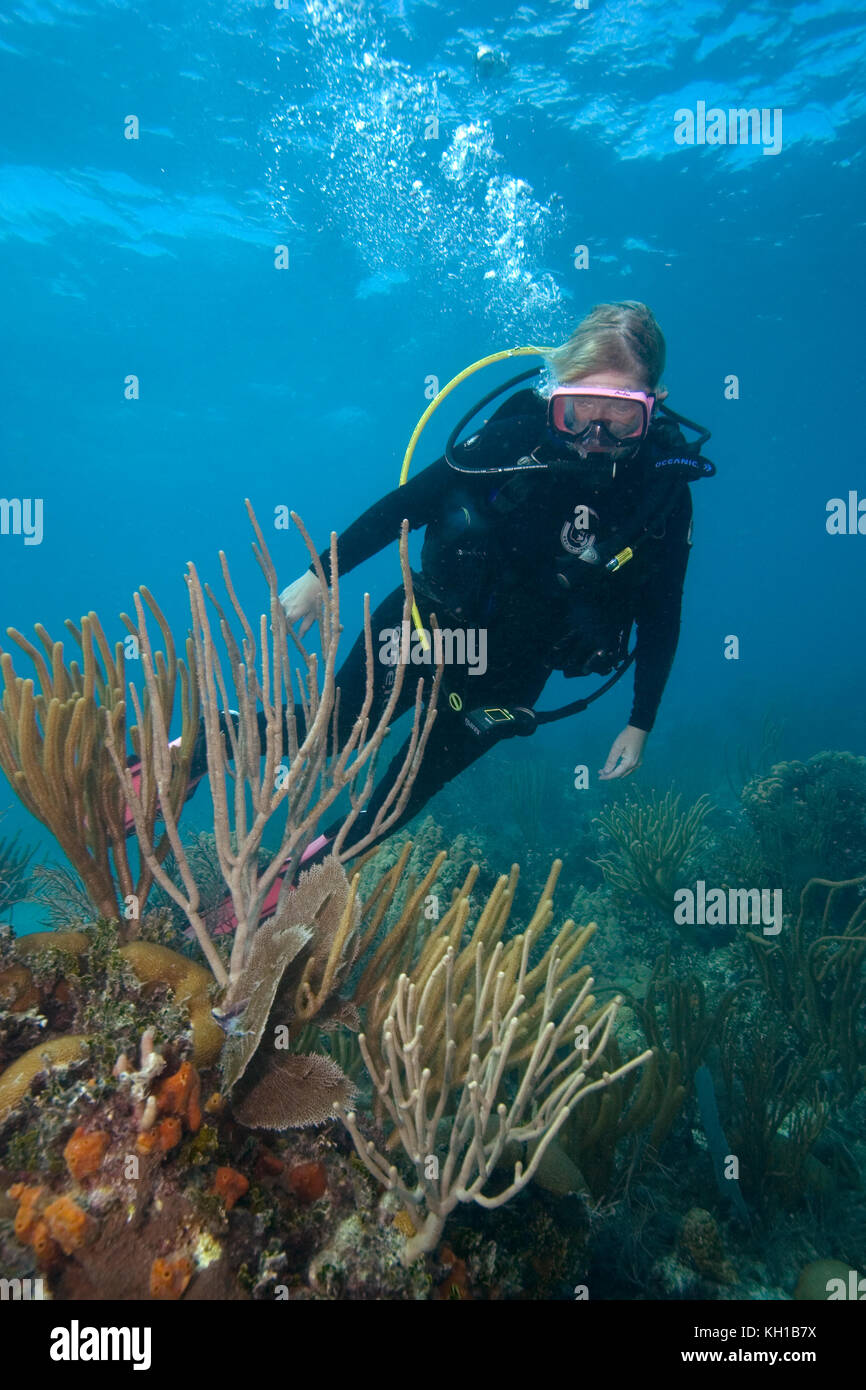 Scuba Diver, Florida keys National Marine Sanctuary Stockfoto