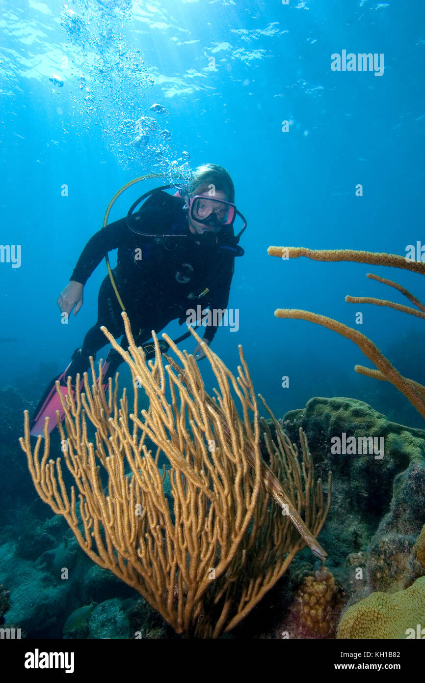 Scuba Diver, Florida keys National Marine Sanctuary Stockfoto