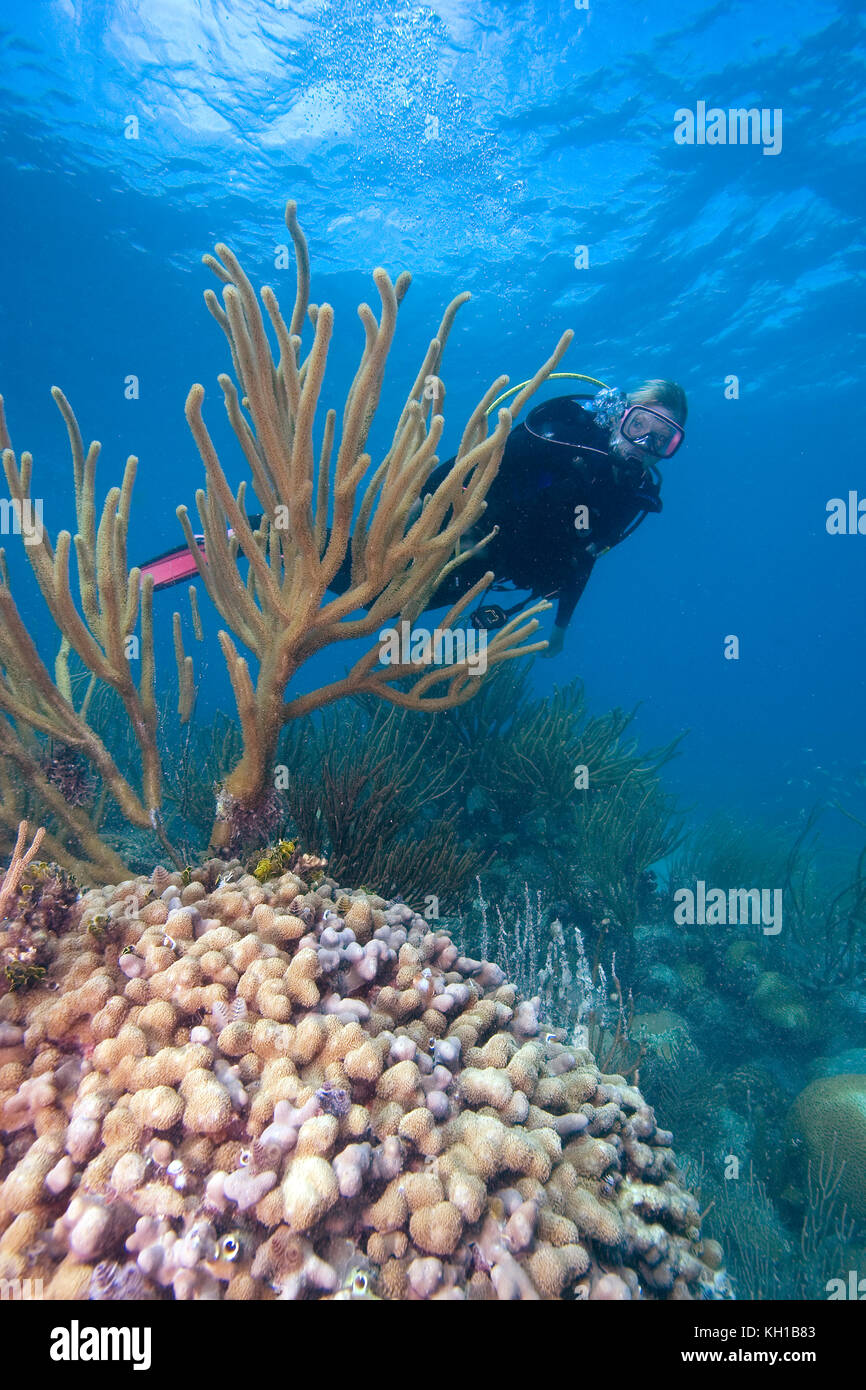 Scuba Diver anzeigen finger Coral, (porites sp.) Florida keys National Marine Sanctuary Stockfoto